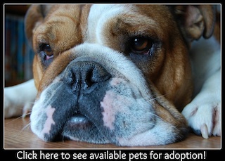 Pet adoptions at Southwest Pet Hospital in Springdale, AR